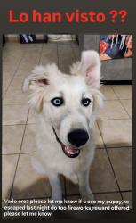 Reunited Male Dog last seen Vado school, Vado gas station, hwy, Vado, NM 88072