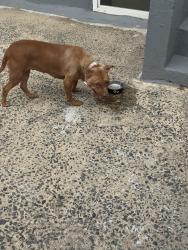 Reunited Female Dog last seen Liberty st Trenton nj, Trenton, NJ 08611