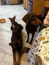 Lost Male Dog last seen Liberty hill rd and hwy 26, Cusseta, GA 31805