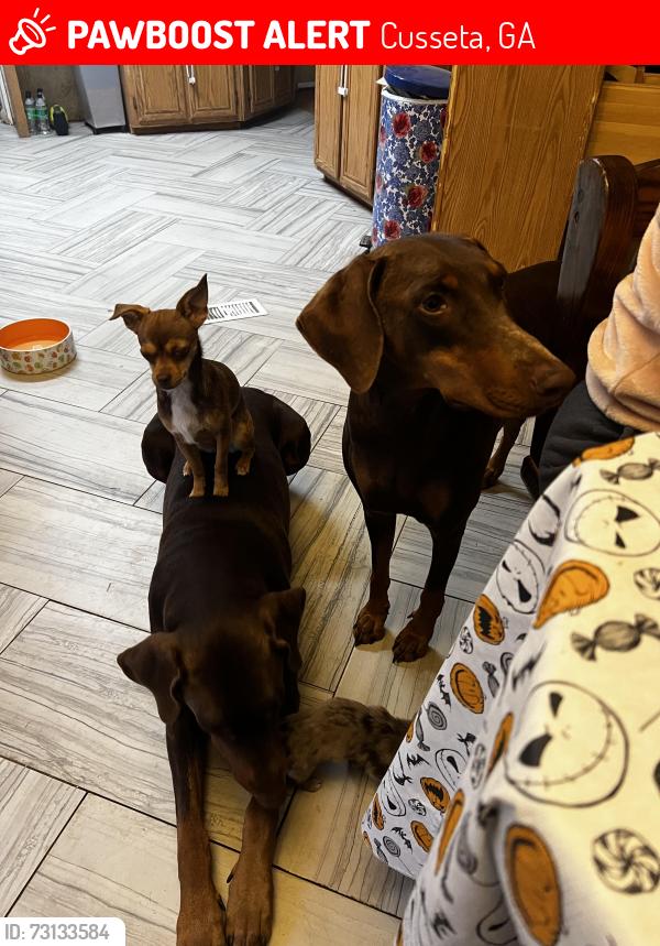 Lost Male Dog last seen Liberty hill rd and hwy 26, Cusseta, GA 31805