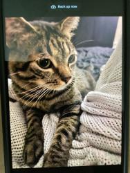 Reunited Male Cat last seen Royal St Moritz apmt homes, Grapevine, TX 76051