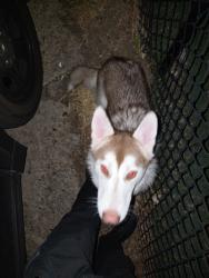 Found/Stray Female Dog last seen 6th and Potomac Autora, Co, Aurora, CO 80011