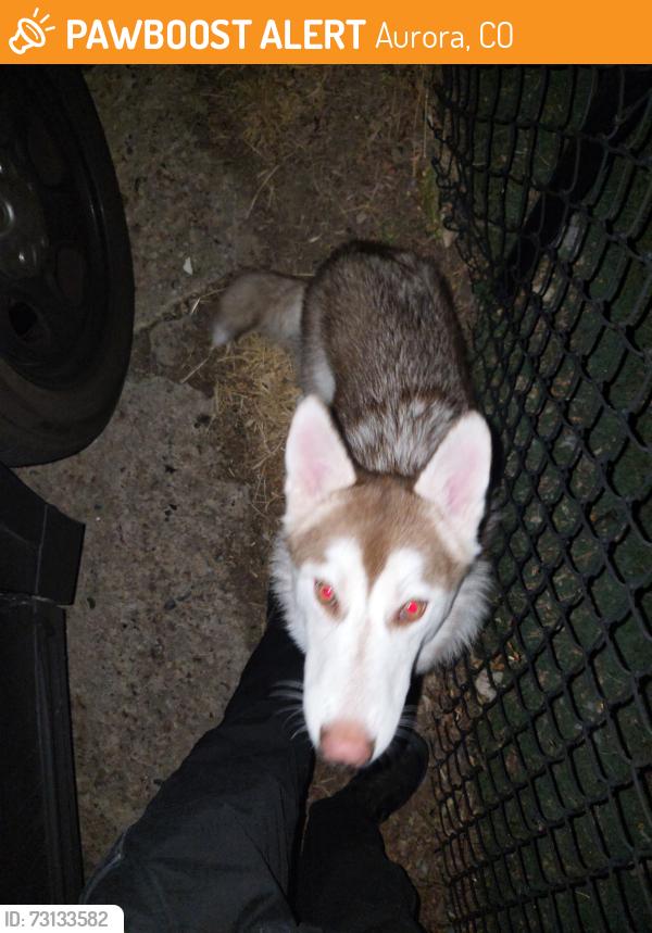 Found/Stray Female Dog last seen 6th and Potomac Autora, Co, Aurora, CO 80011