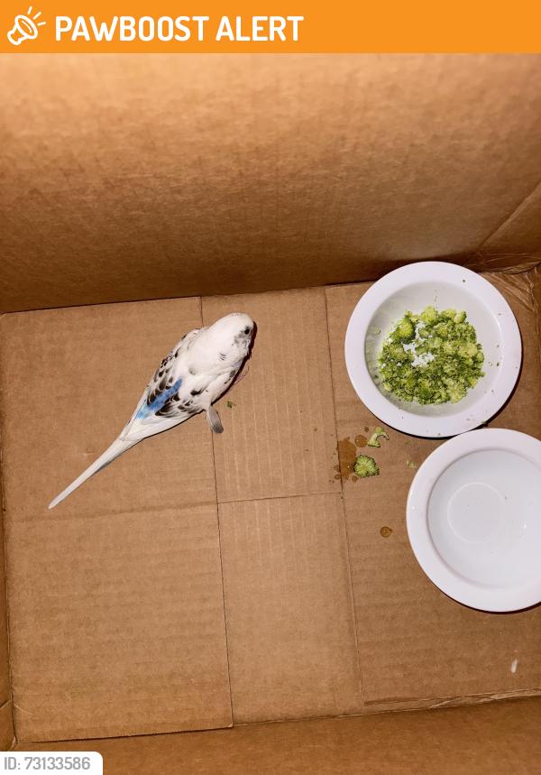 Found/Stray Unknown Bird last seen Near and Hayes, Shelby Township, MI 48315