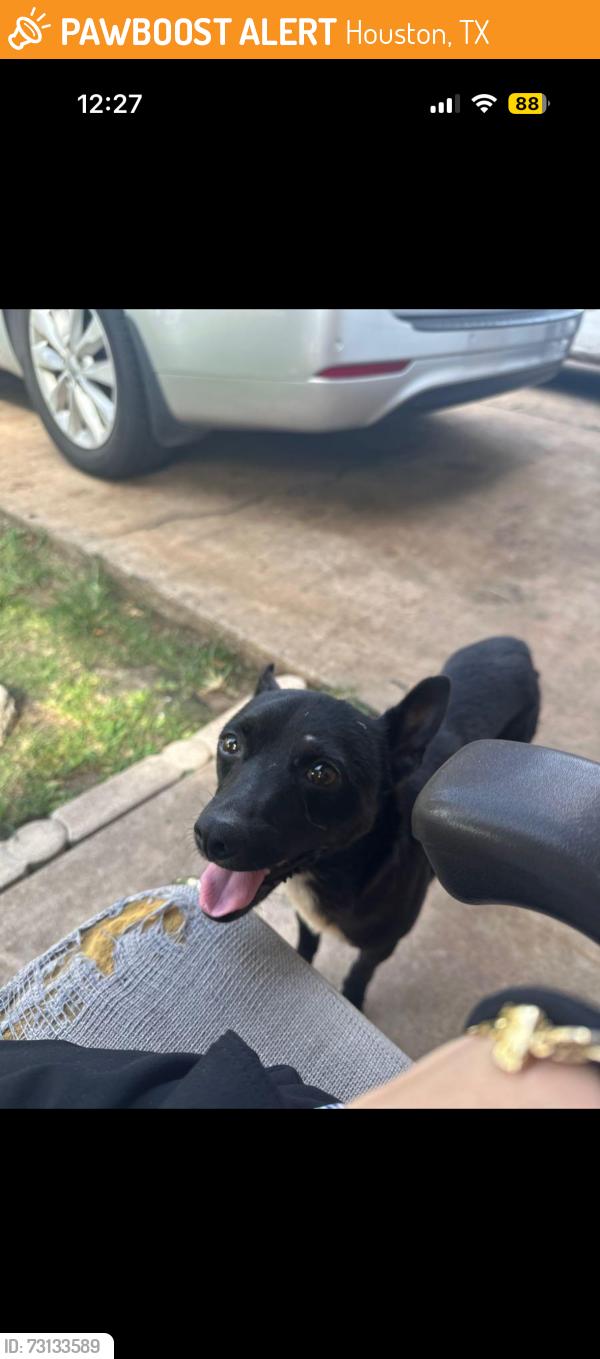 Found/Stray Male Dog last seen arena theater, Houston, TX 77036