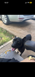 Found/Stray Male Dog last seen arena theater, Houston, TX 77036
