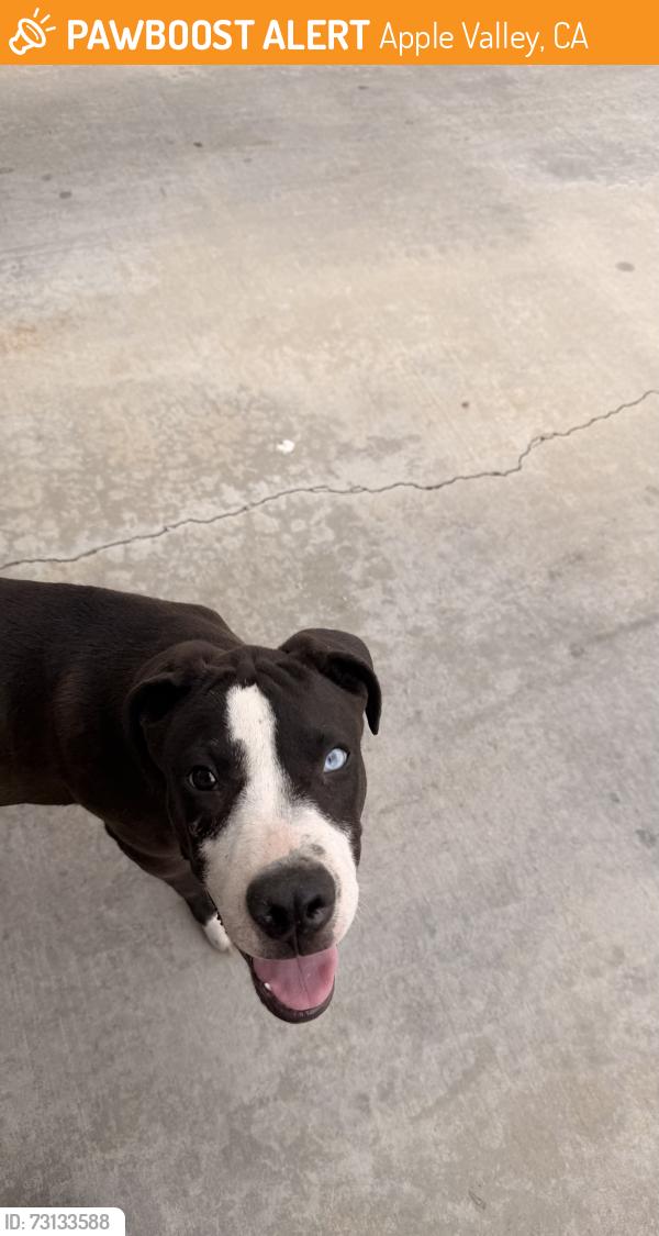 Found/Stray Unknown Dog last seen Santiago Apple Valley ests, Apple Valley, CA 92308