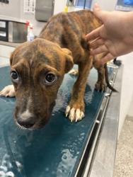 Shelter Stray Male Dog last seen Near greenleaf, County/Unicorporated, NC, 1491 Business Park Ct, Gastonia, NC 28052, USA