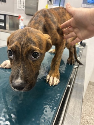 Shelter Stray Male Dog last seen Near greenleaf, County/Unicorporated, NC, 1491 Business Park Ct, Gastonia, NC 28052, USA