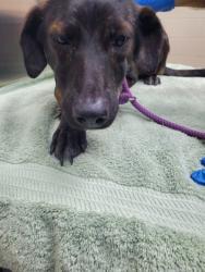 Shelter Stray Female Dog last seen Near King Street Extension, City of Charleston, SC, 2455 Remount Rd, North Charleston, SC 29406, USA