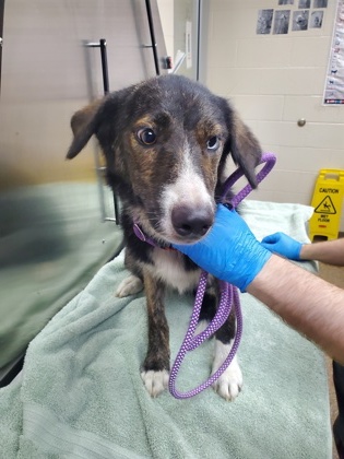 Shelter Stray Female Dog last seen Near King Street Extension, City of Charleston, SC, 2455 Remount Rd, North Charleston, SC 29406, USA
