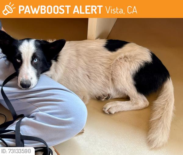 Found/Stray Male Dog last seen monte vista elementary, Vista, CA 92084