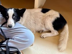 Found/Stray Male Dog last seen monte vista elementary, Vista, CA 92084