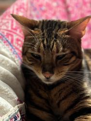 Lost Female Cat last seen Crossed a street near heritage dive, Agoura Hills, CA 91301
