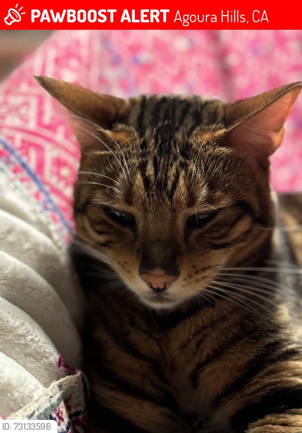 Lost Female Cat last seen Crossed a street near heritage dive, Agoura Hills, CA 91301