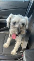 Reunited Female Dog last seen Starbucks, McAllen, TX 78503