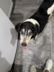 Reunited Unknown Dog last seen Northwest Dr and Fairmont, Longview, TX 75601