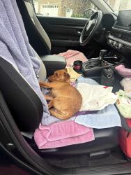 Found/Stray Male Dog last seen Peerless Rd and Harrison Pike intersection, Cleveland, TN 37312
