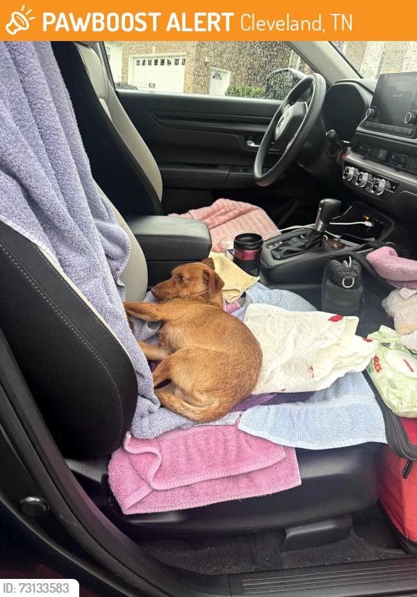 Found/Stray Male Dog last seen Peerless Rd and Harrison Pike intersection, Cleveland, TN 37312