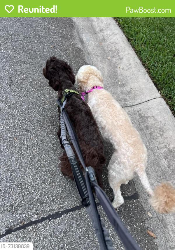 Reunited Male Dog last seen Near Old Wick Rd, San Antonio, TX 78230, San Antonio, TX 78230
