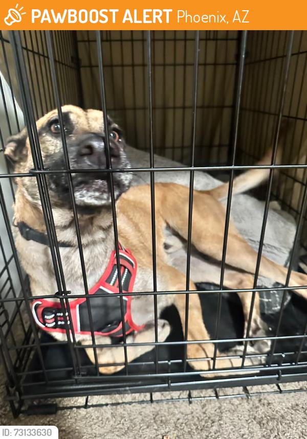 Found/Stray Male Dog last seen Central Ave / Pomelo Dog Park, Phoenix, AZ 85016