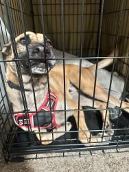 Found/Stray Male Dog last seen Central Ave / Pomelo Dog Park, Phoenix, AZ 85016