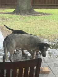 Found/Stray Male Dog last seen Park Ridge Neighborhood, Lewisville, TX 75077