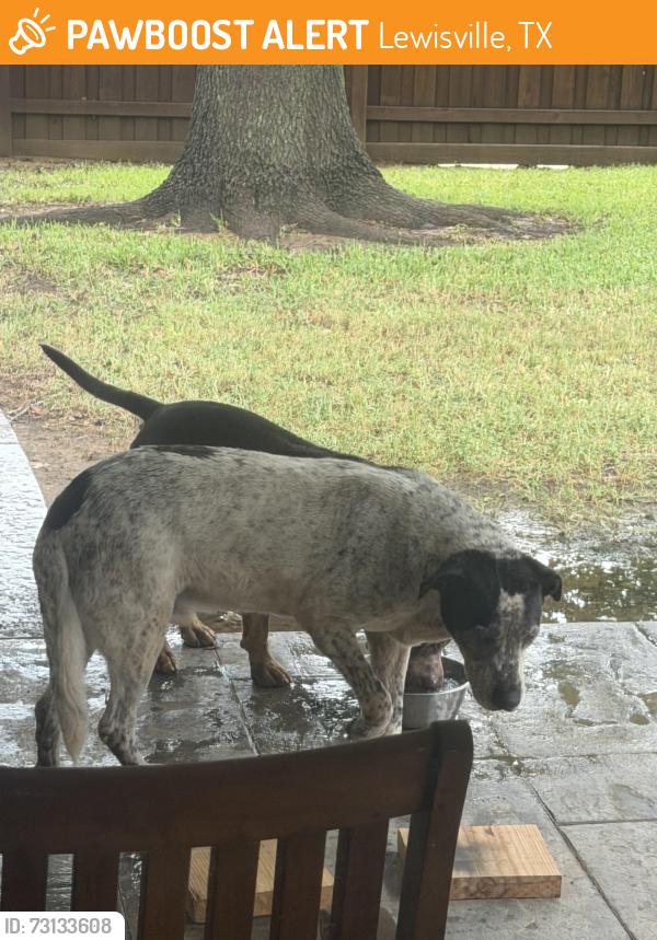 Found/Stray Male Dog last seen Park Ridge Neighborhood, Lewisville, TX 75077
