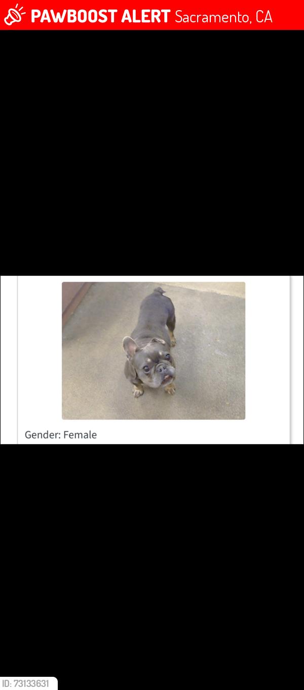Lost Female Dog last seen 37th , lantana, Sacramento, CA 95824