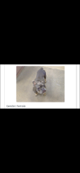 Lost Female Dog last seen 37th , lantana, Sacramento, CA 95824
