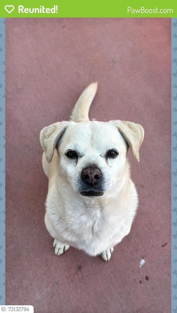 Reunited Male Dog last seen 40th st and Mcdowell, Phoenix, AZ 85008
