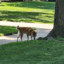 Found/Stray Male Dog last seen Delaware and 5 mile, Redford Township, MI 48239