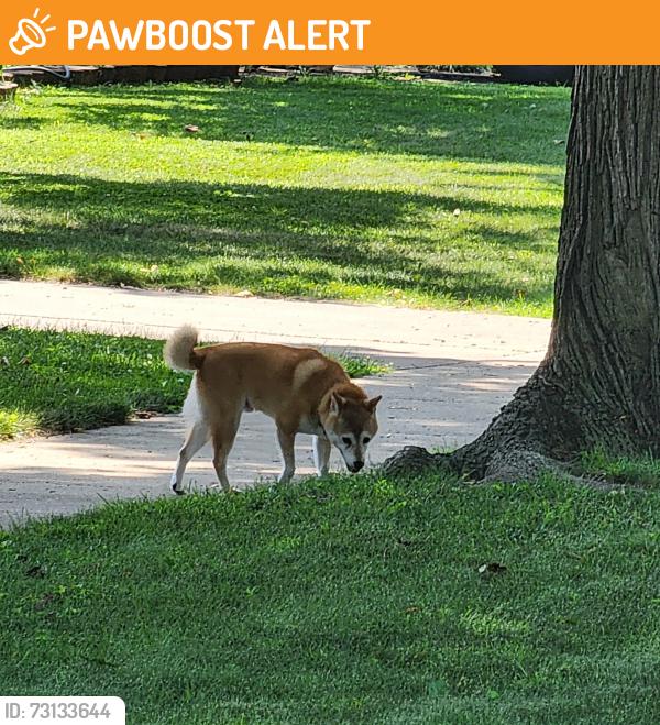 Found/Stray Male Dog last seen Delaware and 5 mile, Redford Township, MI 48239