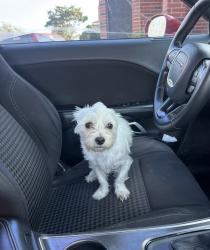 Lost Female Dog last seen Lettie and Blackhawk, Houston, TX 77075