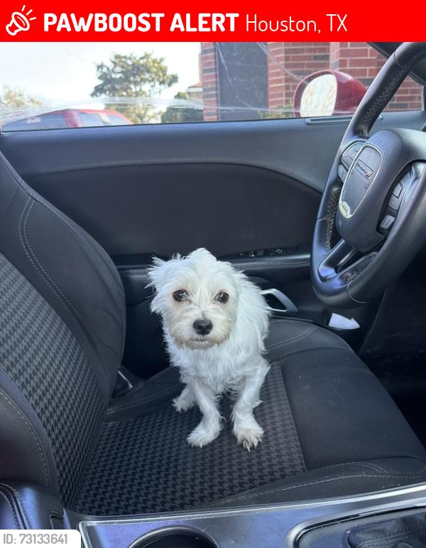 Lost Female Dog last seen Lettie and Blackhawk, Houston, TX 77075