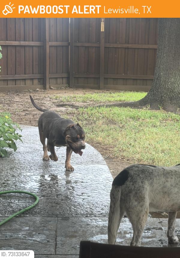 Found/Stray Male Dog last seen Park Ridge Neighborhood, Lewisville, TX 75077