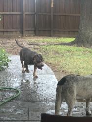 Found/Stray Male Dog last seen Park Ridge Neighborhood, Lewisville, TX 75077