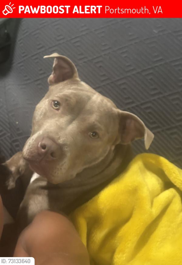 Lost Female Dog last seen Gillis and alywin, Portsmouth, VA 23702