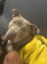 Lost Female Dog last seen Gillis and alywin, Portsmouth, VA 23702