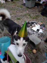 Lost Female Dog last seen Carolina village Rd Hendersonville NC, Hendersonville, NC 28792