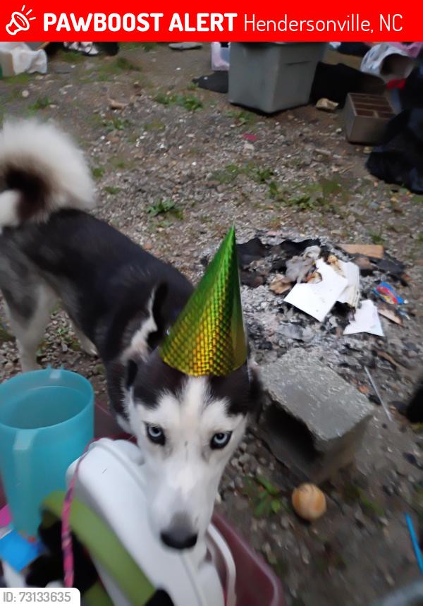 Lost Female Dog last seen Carolina village Rd Hendersonville NC, Hendersonville, NC 28792