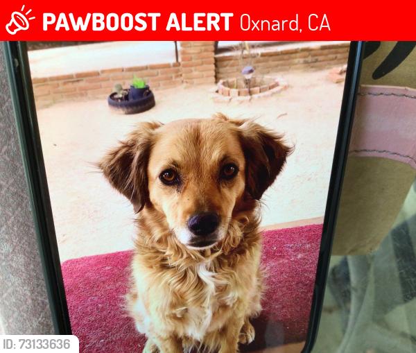 Lost Female Dog last seen 2nd and G street, Oxnard, CA 93030