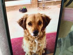 Lost Female Dog last seen 2nd and G street, Oxnard, CA 93030