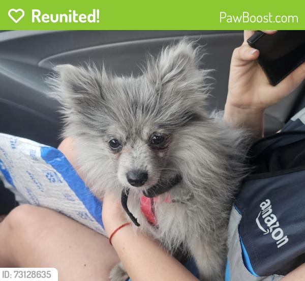 Reunited Unknown Dog last seen In front of gate at Oak Crest Village gated community next to fire station between Fair Oaks Blvd and CBar park, Citrus Heights, CA 95621