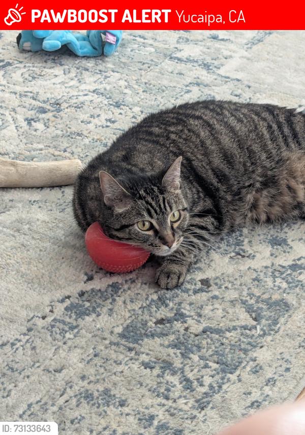 Lost Female Cat last seen California and wildwood, Yucaipa, CA 92399