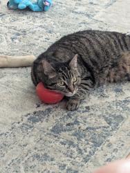 Lost Female Cat last seen California and wildwood, Yucaipa, CA 92399