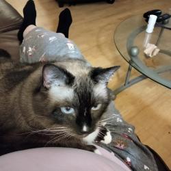 Reunited Female Cat last seen Johnson Middle School, Westminster, CA 92683