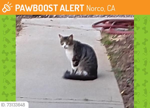 Found/Stray Unknown Cat last seen 2nd street, Norco, CA 92860