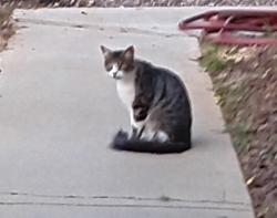 Found/Stray Unknown Cat last seen 2nd street, Norco, CA 92860