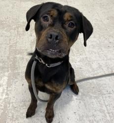 Shelter Stray Male Dog last seen Near S 2700 E, Holladay, UT, 84124, 511 W 3900 S, Salt Lake City, UT 84123, USA